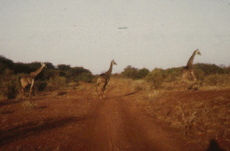 Giraffen