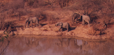 Elefanten1