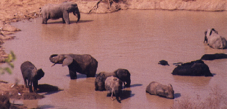 Elefanten2