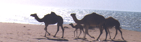Kamele1