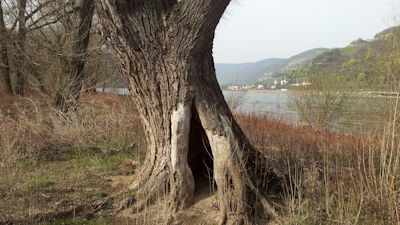 2016 Rheinauen bei Bingen