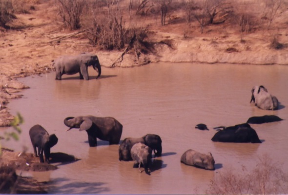 0 AFRIKA 220BadendeElefanten