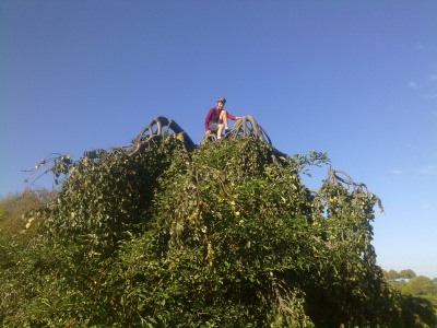 2014 Kids Ausflug in die Bonner Rheinaue mit coolem Baum