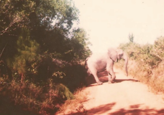 0 AFRIKA elefant
